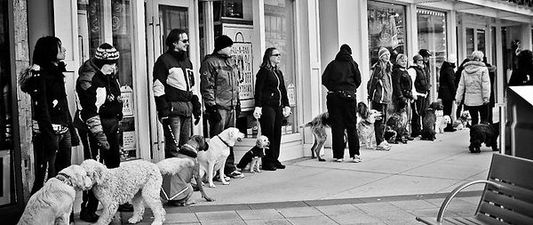 My Dog Rocks | Group Classes